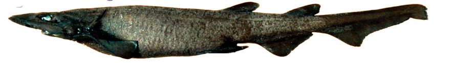 Apristurus melanoasper09.jpg